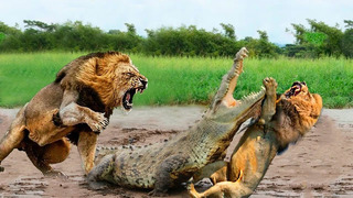 Хищники, которые Явно Ошиблись с Жертвой! Редкие Сражения Животных, Снятые на Камеру