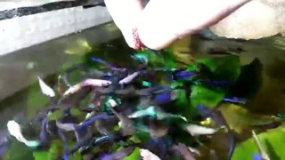 Аквариумная рыбка – питбуль