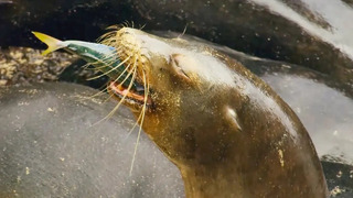 Sea Lion Team Hunts in Secret Cove | Eden: Untamed Planet | BBC Earth