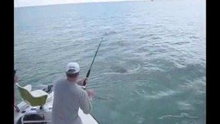 Акулы отняли у рыбаков 80-килограммовый улов