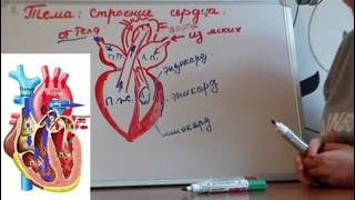 Биология – Анатомия. Строение сердца и круги кровообращения
