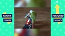 TRY NOT TO LAUGH – Birds & Parrots Funny Animals Fails Compilation