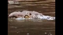 Охота крокодилов на газелей