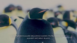 Редчайший черный императорский пингвин впервые снят на пленку