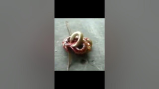 Гигантская сколопендра убивает змею
