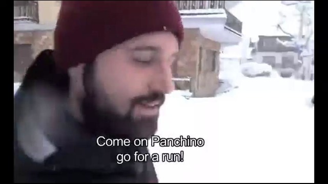 Почему чихуахуа не гуляют по снегу