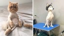 Стрижки животных, которые рассмешат вас до слёз