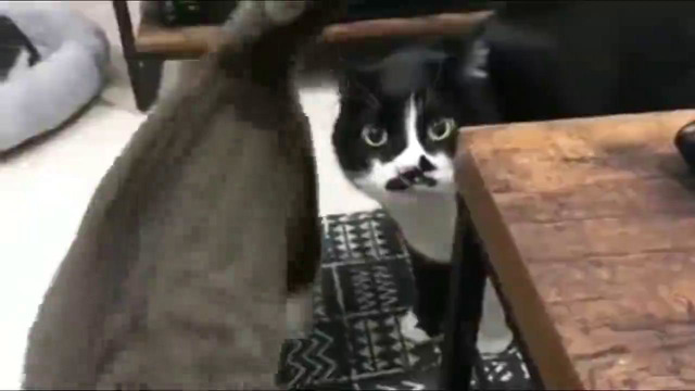 Говорящие коты, приколы с котами, подборка смешных котов, которые говорят как люди