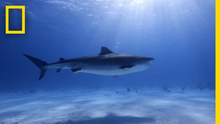 Tiger Shark Database | World’s Biggest Tiger Shark