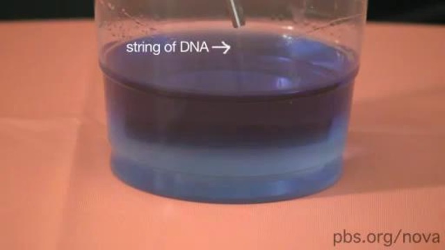 Выделение ДНК в домашних условиях