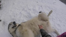 Другой очень счастливый волк