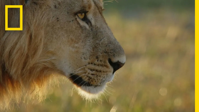 Young Lions Learn Precision Hunting | Savage Kingdom