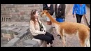 Плюющаяся лама