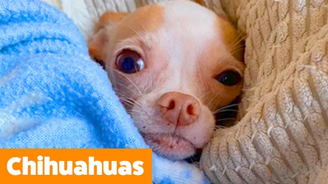 Cutest Silly Chihuahuas | Funny Pet Videos