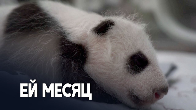 Детёныш панды в Московском зоопарке здоров и быстро растёт