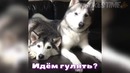 Jokes Time – Лучшие приколы 2017 (Декабрь)
