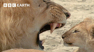 Fatherhood in the Animal Kingdom | BBC Earth