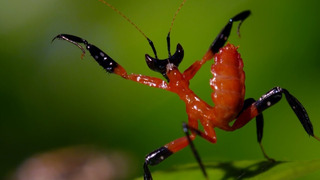 Filming the Kung Fu Mantis | Wild Stories | BBC Earth