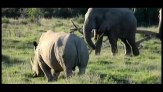 Слон vs носорог