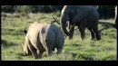 Слон vs носорог