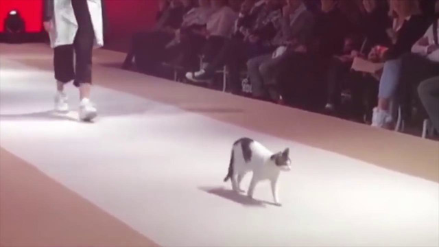 Бездомная кошка пробралась на показ мод и научила моделей ходить по подиуму