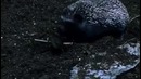 Версус! ежик против скорпиона и змеи