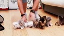 Когда хочешь сфотографировать 10 котят