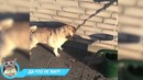 Лучшие приколы 2018 май — заведи собаку