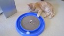 Идеальная игрушка для кота