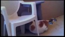 Самый толстый котяра