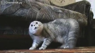 Кошачий хардкор смотреть видео прикол