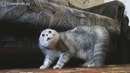 Кошачий хардкор смотреть видео прикол