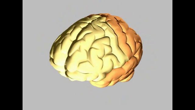 Как работает человеческий мозг