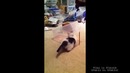 Ловушка для кота