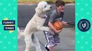 TRY NOT TO LAUGH – Funniest Pets of the Week
