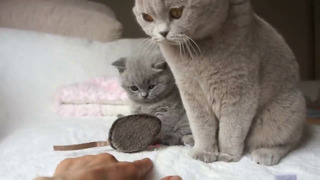 Koty brytyjskie Donna Summer i Fernando – jesteśmy grzeczne «Misie» – British Shorthair Cattery