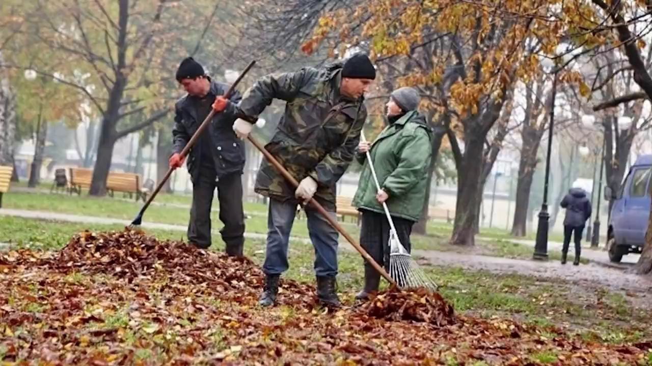 Зачем убирают опавшие листья с городских газонов. Уборка листвы в г Иваново. Уборка листвы в городе Иваново на набережной. 3 Минуса уборки листьев в парке. Отодвигать палкой листву при поиске грибов.