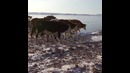 Бабушка из Сибири покоряет Запад