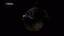 Рыба удильщик или морской черт