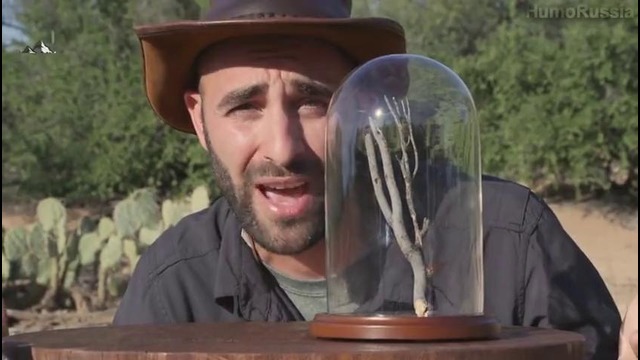 Укус тарантулового ястреба! (Brave Wilderness)