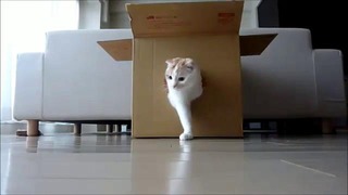 Кот из коробки
