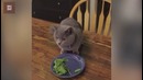 Шустрый кот