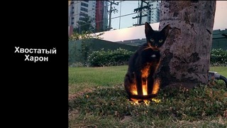 Свят, свят, свят 27 доказательств того, что коты исчадие ада