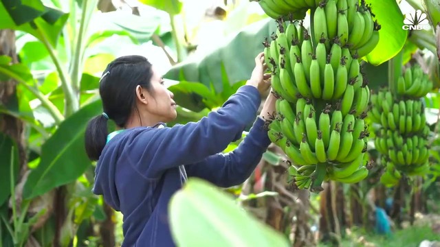 Why The Banana Business Of Chiquita And Dole Is At Risk [CNBC Docs] [English]