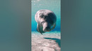 Manatees can hold their breath for up to 15 minutes underwater #Manatees #Shorts #Animals