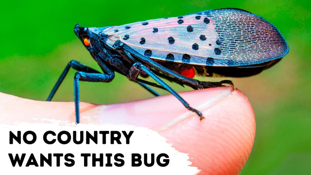 Все страны боятся этого насекомого, и вот почему