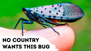 Все страны боятся этого насекомого, и вот почему