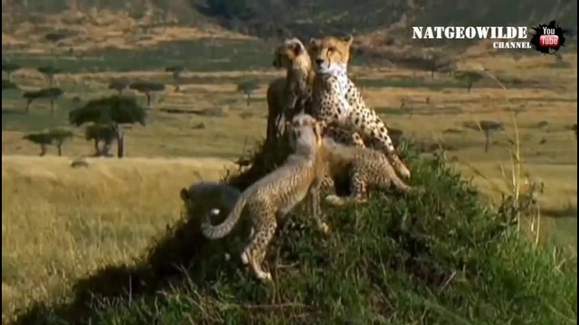 Избранные кадры – National Geographic Wild (HD)