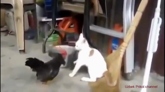 Петух против Кота