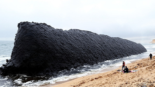 В Шотландии Выпустили Сотни Бобров с Высоким IQ в Пересохшую Реку, Чтобы Посмотреть, Что Произойдет